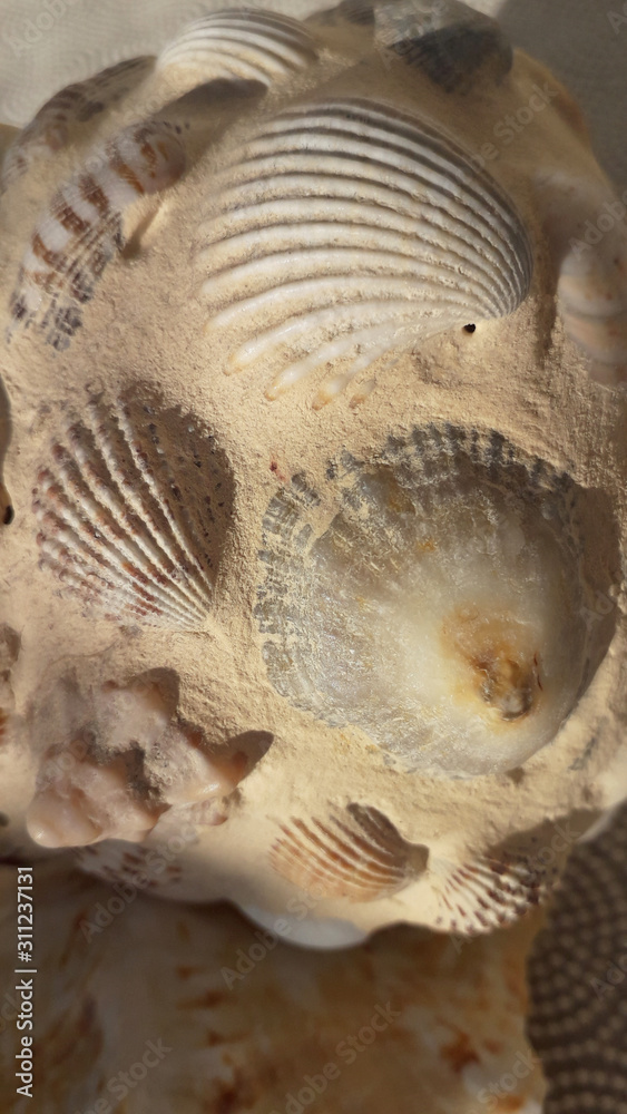 Sea shells background, mosaic texture macro photography Sea shells background, mosaic texture macro photography