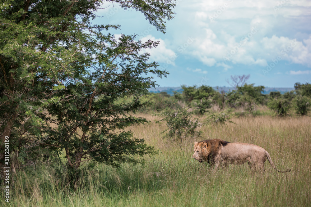 A large African lion came down from a tree, growls and goes deep into the African Savannah