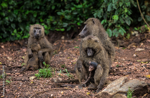 A family of grey African monkeys sit along the road