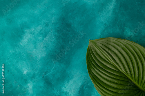 A big plant leaf on turquoise background. Leaf lies in frame down corner.