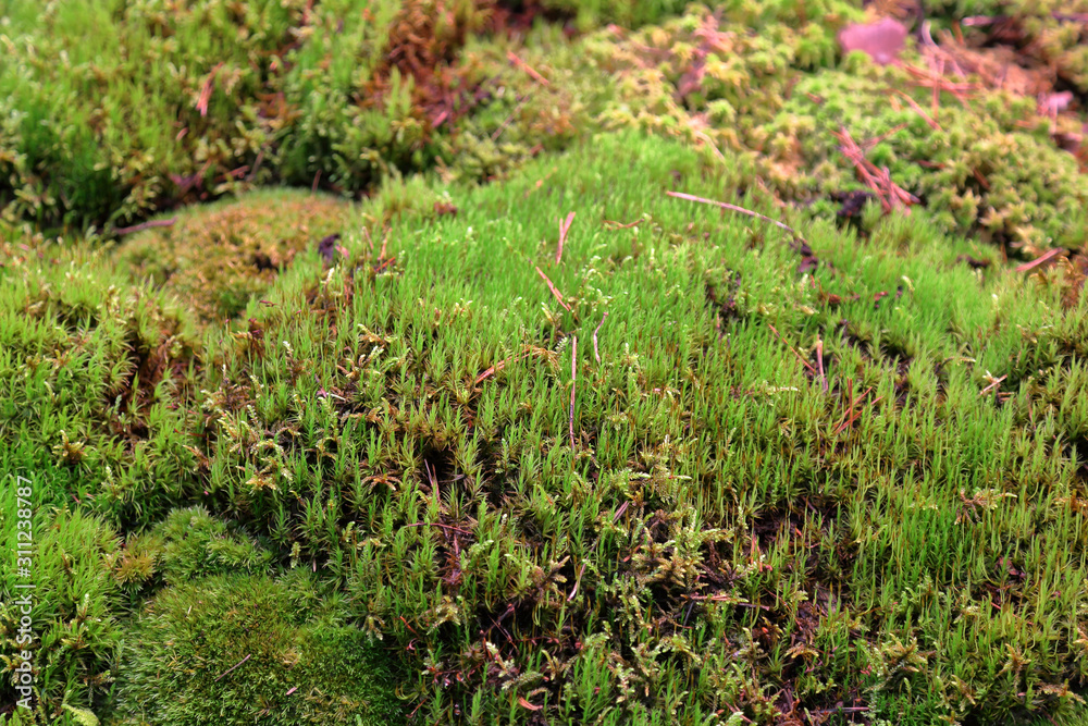 Bright textured surface of multi-colored natural moss Bright textured surface of multi-colored natural moss