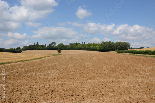 France . Sarthe. Champs de blé après la moisson. Wheat fields after harvest.