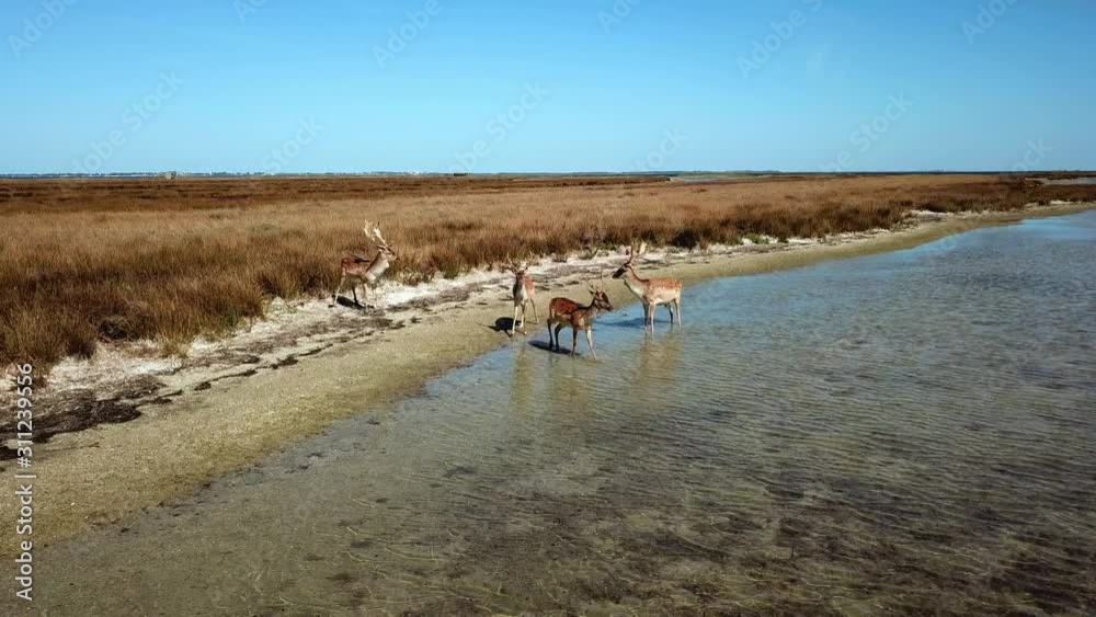 aerial view of deers in shallow water, sika deers in the autumn lake, Herd of deer in autumn steppe aerial, aerial view of deers in the wild aerial view of deers in shallow water, sika deers in the autumn lake, Herd of deer in autumn steppe aerial, aerial view of deers in the wild
