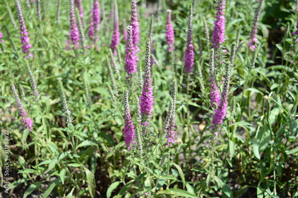 Closeup Veronica longifolia Eveline known as garden speedwell Eveline