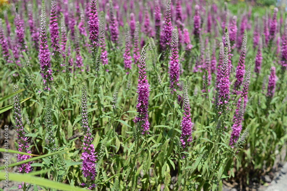 Closeup Veronica longifolia Eveline known as garden speedwell Eveline