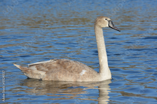 Young swan with brown-gray plumage on the water at sunny day