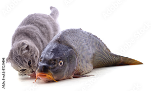 Cat and fish.