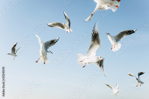 A group of seagulls is flying against the blue sky.