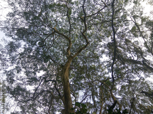 Trunks and branches of a large tree