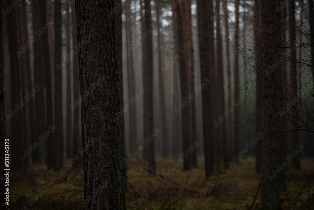 Naklejka premium Nebel im Wald, Dunkel, Bäume im Winter