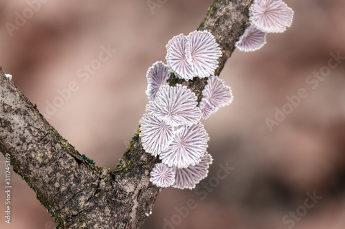 Split gills (Schizophyllum commune) mushroom growing on a tree branch