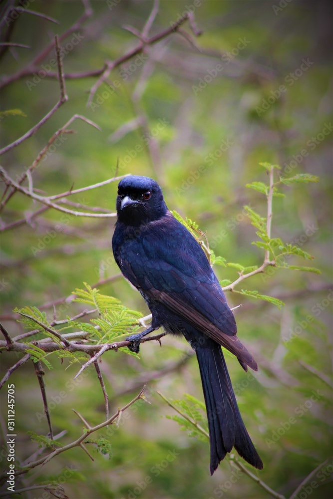 Fototapeta premium bird on a branch