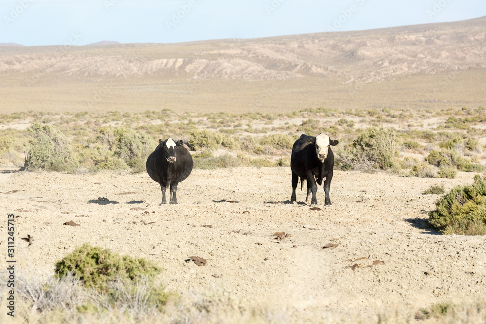 Free range cows grazing next to the Black Rock desert