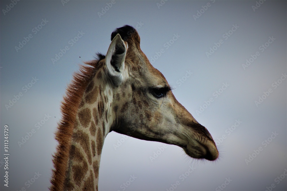 Obraz premium portrait of a giraffe