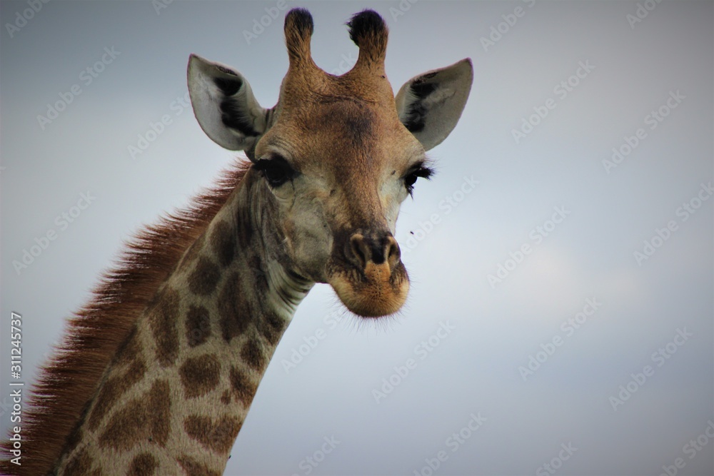Obraz premium portrait of a giraffe