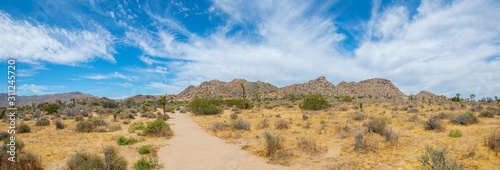 Joshua Trees panorama in Joshua Tree National Park near Yucca Valley, California CA, USA. photo