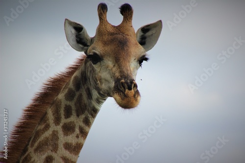 portrait of a giraffe