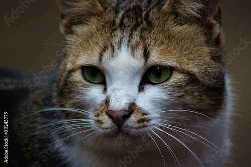 portrait of a cat