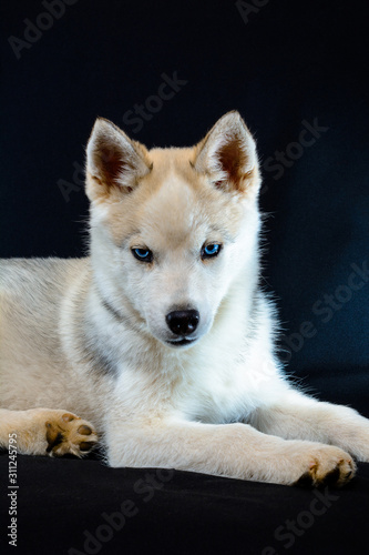 Little siberian husky puppy closeup on black background.