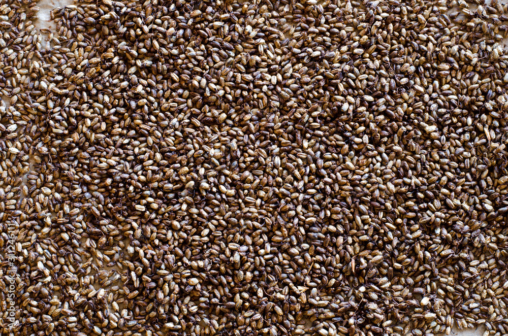 Whole rye malting Whole rye malting