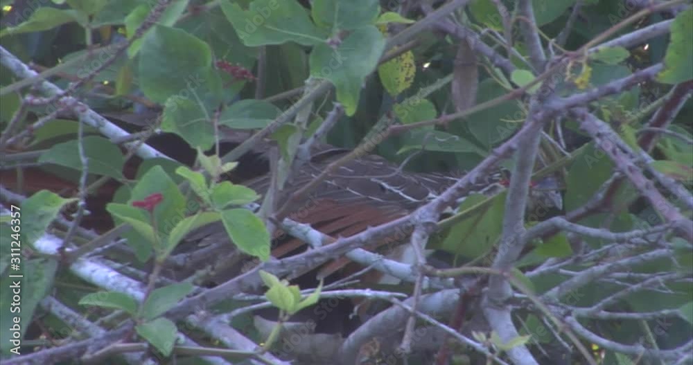 Hoatzin, Canje Pheasant, Brazil: The River of the Dead, Xingu River, the Pantanal, Mato Grosso, Amazon Rainforest, Amazon River, Northern Brazil, Brazil Hoatzin, Canje Pheasant, Brazil: The River of the Dead, Xingu River, the Pantanal, Mato Grosso, Amazon Rainforest, Amazon River, Northern Brazil, Brazil