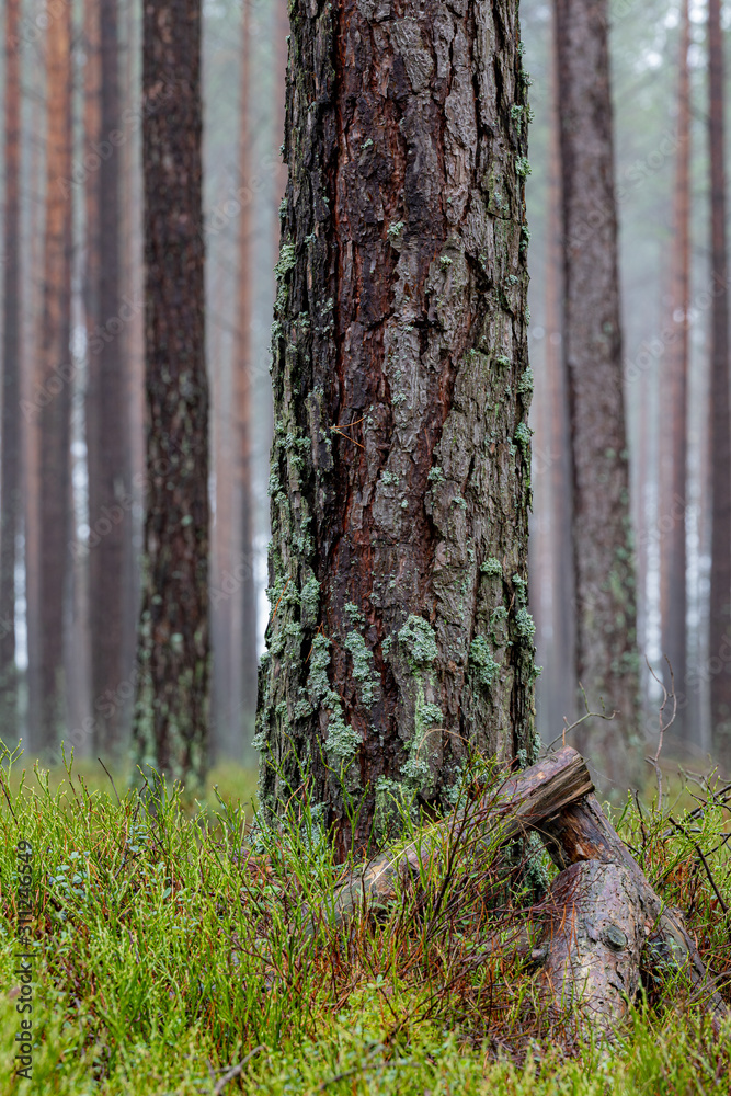 Pine Tree Trunk