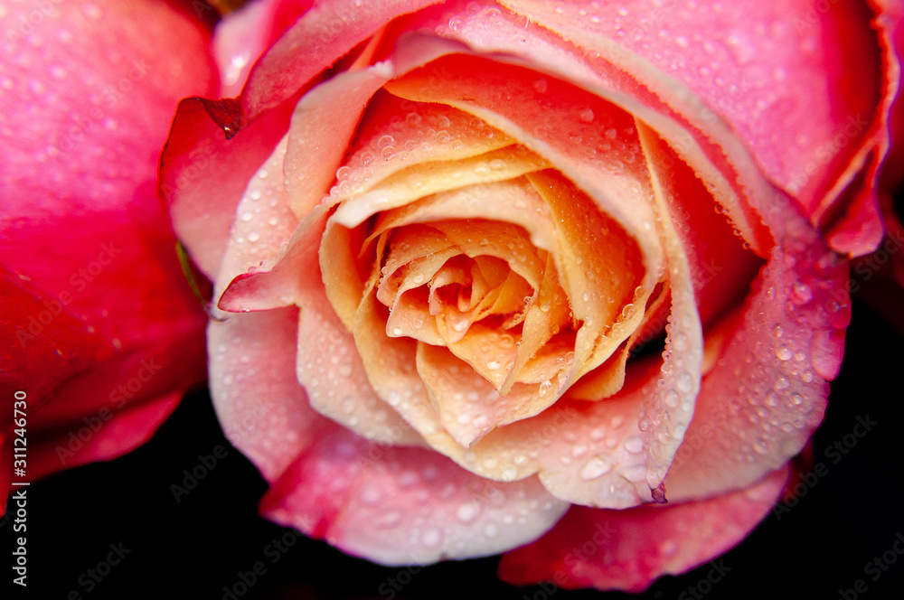 Beautiful rose close-up on a dark background. Beautiful rose close-up on a dark background.