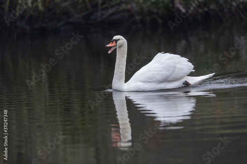 mute swan bird