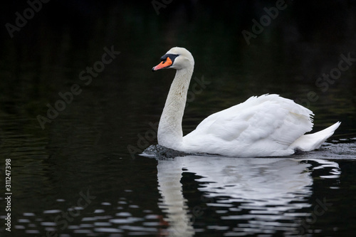 mute swan bird