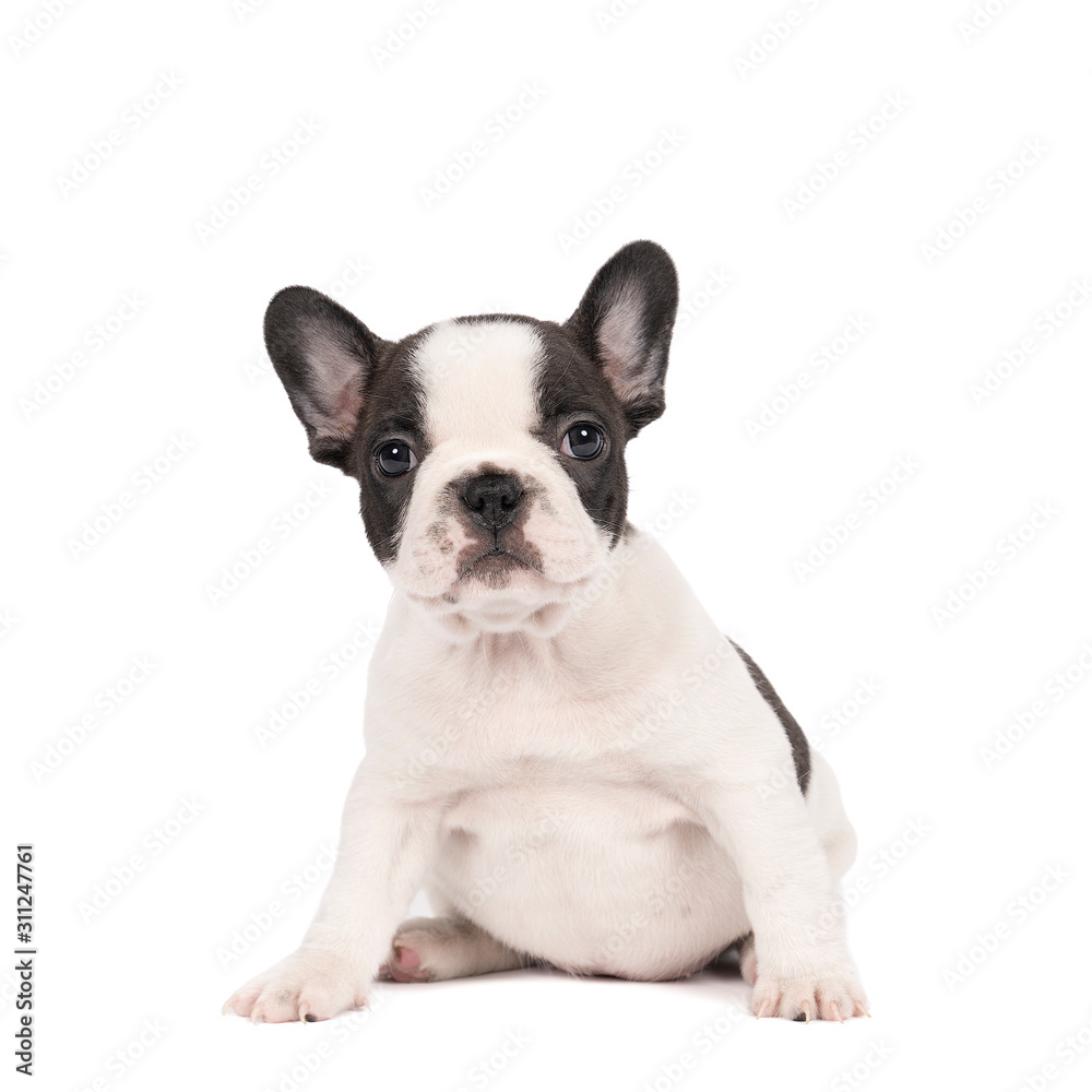 Studio shot of an adorable French bulldog puppy sitting on isolated white background looking at the camera with copy space