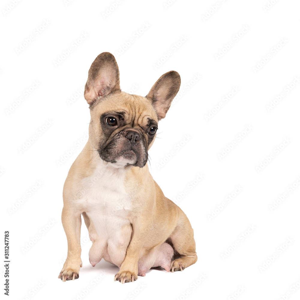 Studio shot of an adorable beige adult French bulldog sitting on isolated white background looking at the camera with copy space