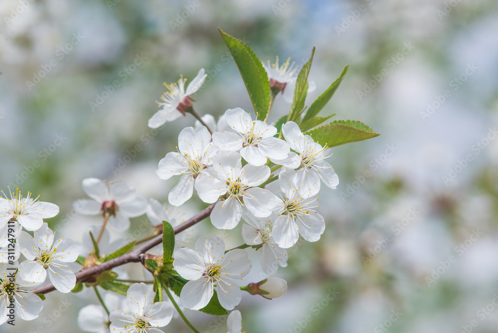 cherry blossoms