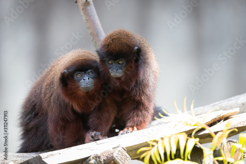 Canvas Print coppery titi