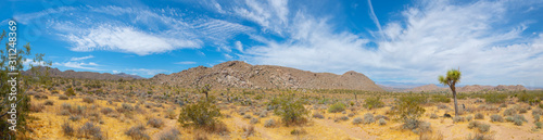 Joshua Trees panorama in Joshua Tree National Park near Yucca Valley, California CA, USA. © Wangkun Jia