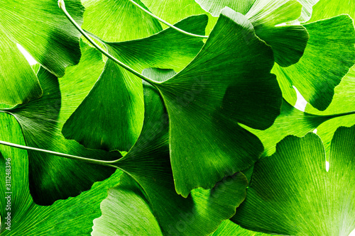 the background from fresh green Ginkgo biloba leaves