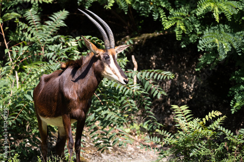 Sable antelope photo