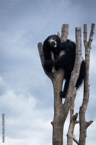 sloth bear photo