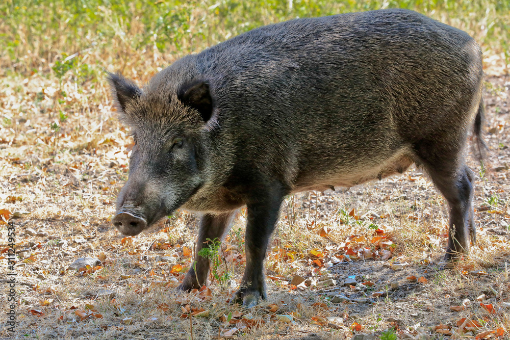 Wildschweine auf einer Lichtung Wildschweine auf einer Lichtung