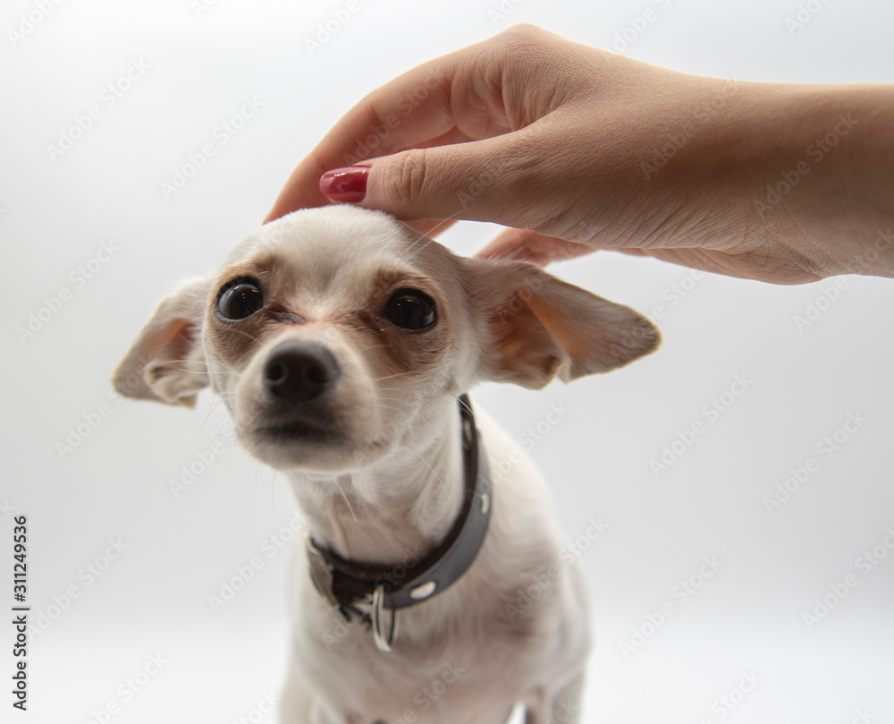 A small white dog, which is stroked by a female hand.