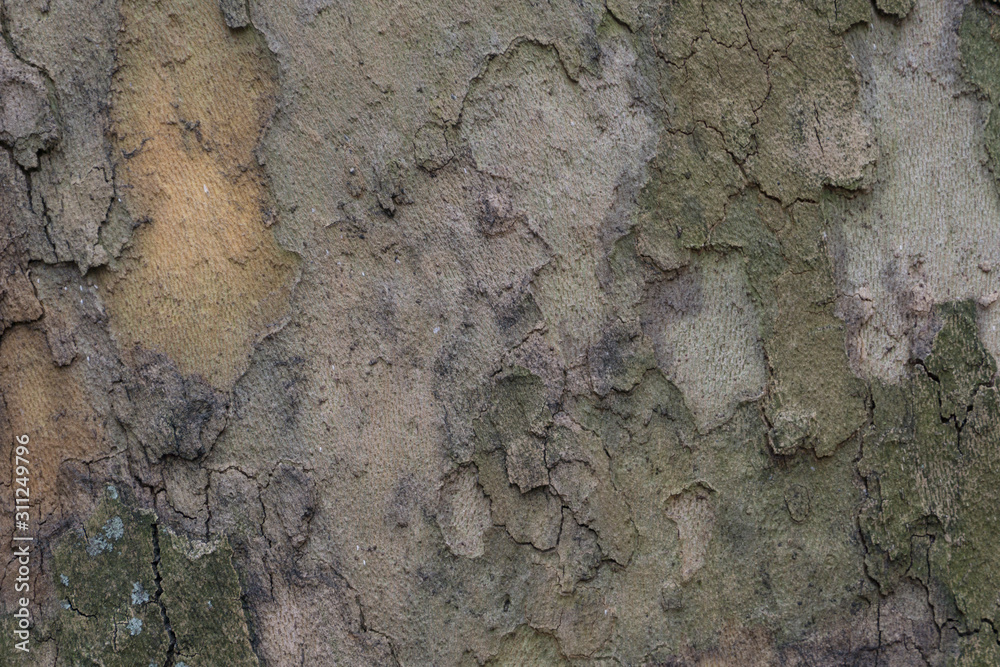 bark of tree texture bark of tree texture