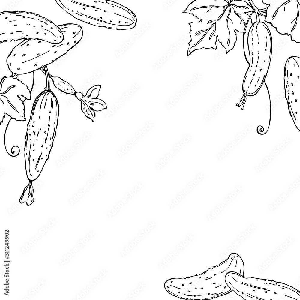 Cucumber Flower Drawing