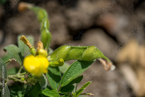 Pigeon pea crop in farm field field photo