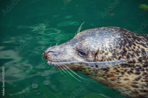 Head of seal swimming in turquoise green water