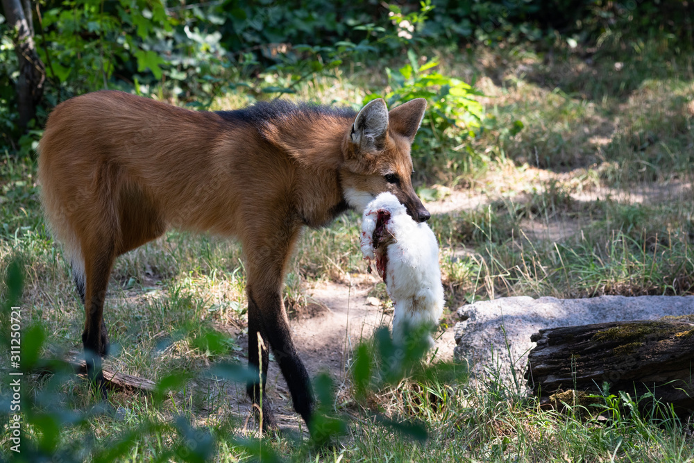 Maned wolf
