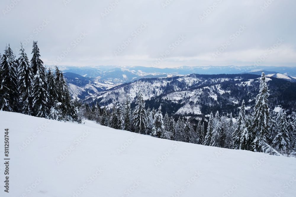 Beautiful Christmas nature background with snowy fir trees and blue mountains in winter. Amazing winter landscape with snow and clouds. Snow covered pine tree forest. Carpathian mountains, Ukraine.