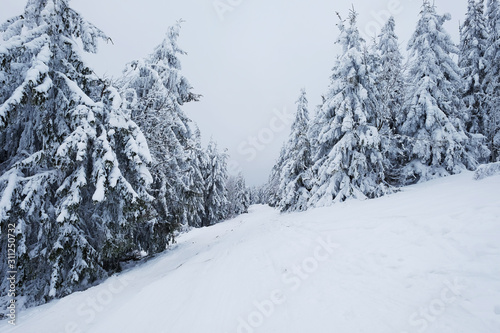 Beautiful Christmas nature background with snowy road, fir trees and blue mountains in winter. Amazing winter landscape with snow and clouds. Snow covered pine tree forest. Carpathian mountains.
