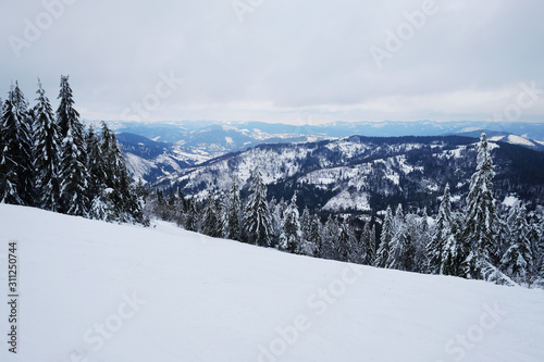 Beautiful Christmas nature background with snowy fir trees and blue mountains in winter. Amazing winter landscape with snow and clouds. Snow covered pine tree forest. Carpathian mountains  Ukraine.
