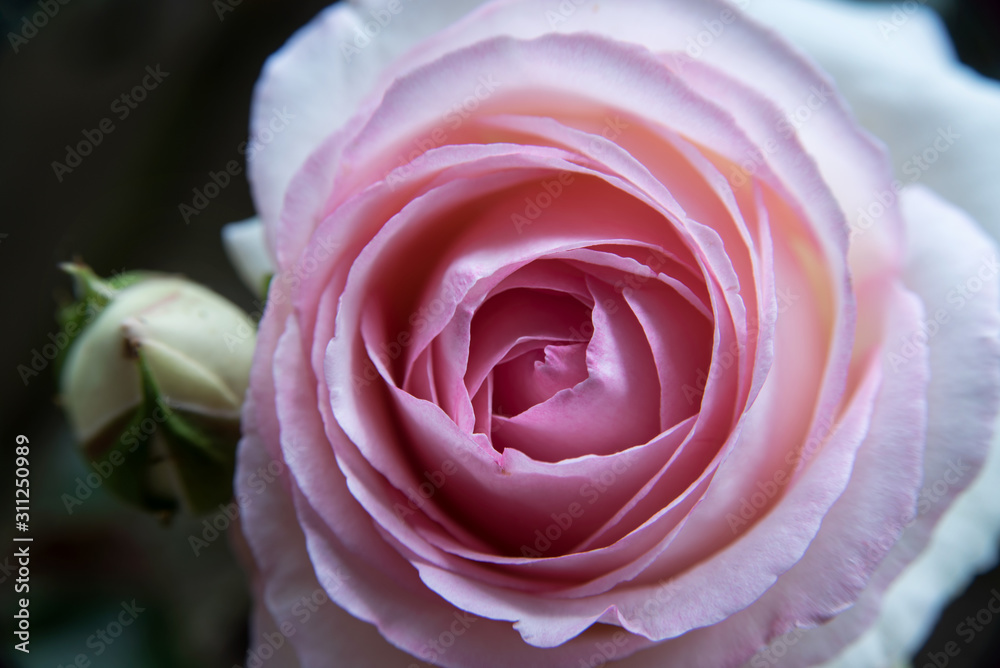 Obraz premium Close up of a rose