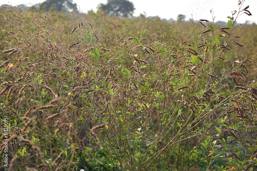 Pigeon pea crop in farm field field