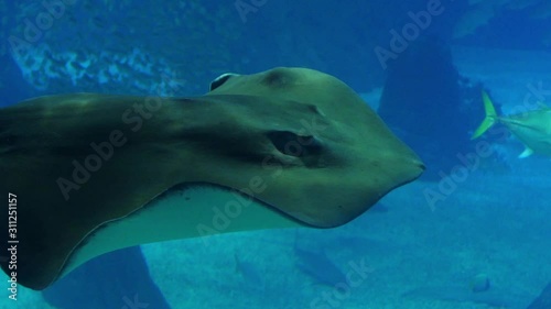 pink whipray stingray biology slow motion photo